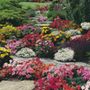Complete Garden Bedding Plants - LUCKY DIP