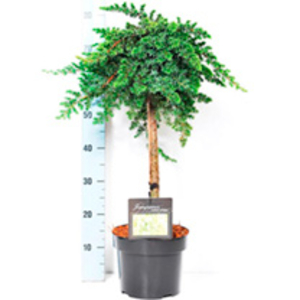 Conifer Plant - Juniperus conferta Schlager
