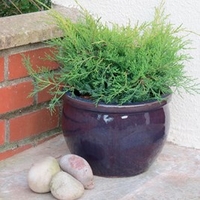 Conifer Plant - Juniperus Old Gold