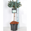Conifer Plant - Picea pungens Glauca Globosa