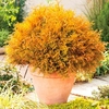 Conifer Plant - Thuja Rheingold