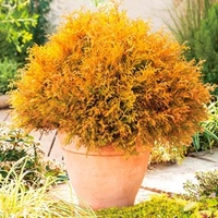 Conifer Plant - Thuja Rheingold