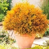 Conifer Plant - Thuja Rheingold