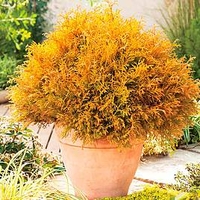 Conifer Plant - Thuja Rheingold