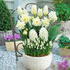 Container Companion Bulbs - Elegance
