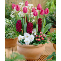Container Companion Bulbs - Spring Palette