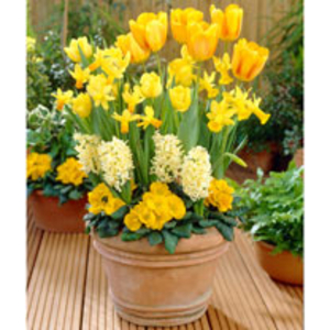 Container Companion Bulbs - Sunrise