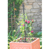 Container Maypole