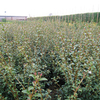 Contoneaster franchetii Bare Roots - 60/90cm