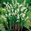 Convallaria majalis Roots