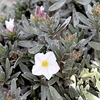 Convolvulus Cneorum