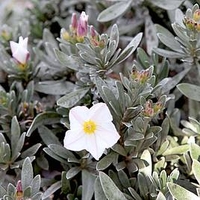 Convolvulus Cneorum