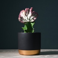 Coral Cactus Euphorbia lactea