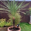 Cordyline Australis