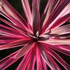Cordyline Australis Pink Passion