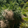 Cordyline Plant - Australis