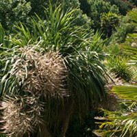 Cordyline Plant - Australis