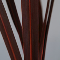 Cordyline Plant - Australis Red Star
