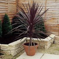 Cordyline Plants - Red Sensation