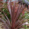 Cordyline Red Sta
