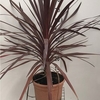 Cordyline Red Star