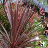 Cordyline Red Star