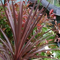 Cordyline Red Star
