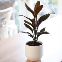 Cordyline Tango