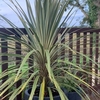 Cordyline Torbay Dazzler