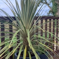 Cordyline Torbay Dazzler