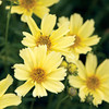 Coreopsis Plant - Creme Brulee