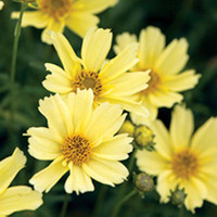 Coreopsis Plant - Creme Brulee