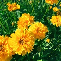 Coreopsis Plant - Early Sunrise