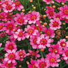 Coreopsis Plant - Garnet