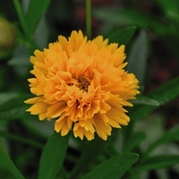 Coreopsis Plant - Golden Joy