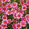 Coreopsis Plant - Hardy Jewel Garnet