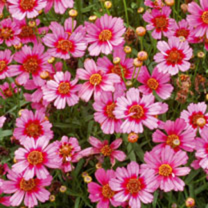 Coreopsis Plant - Hardy Jewel Garnet