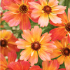 Coreopsis Plant - Limerock Dream