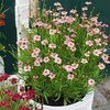 Coreopsis Plant - Pink
