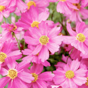 Coreopsis Plant - Pink Lady