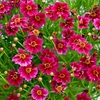 Coreopsis Plant - Purple