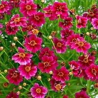 Coreopsis Plant - Purple