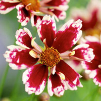 Coreopsis Plant - Ruby Frost