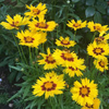 Coreopsis Plant - Sunkiss