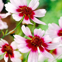Coreopsis Plant - Sweet Dreams