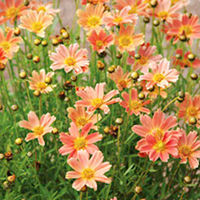 Coreopsis Plant - Sweet Marmalade