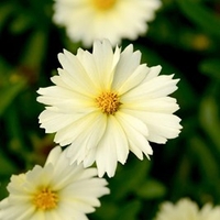 Coreopsis Plant - Uptick Cream