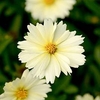 Coreopsis Plant - Uptick Cream