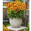 Coreopsis Plant - Uptick Gold and Bronze