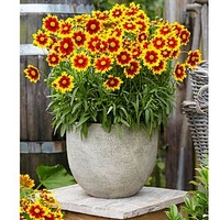 Coreopsis Plant - Uptick Gold and Bronze